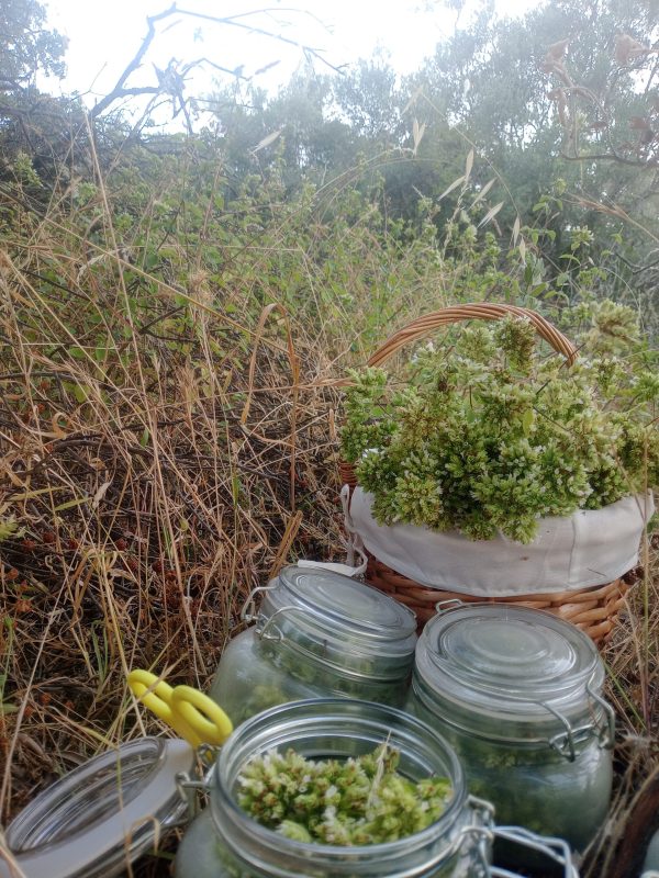 Experiencia Orégano Silvestre: ¡Sabores y Estrellas en Sierra Morena! - Imagen 2