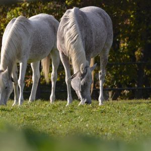 Curso Bienestar Animal en Explotaciones Ganaderas (Conejos y otras especies (Caballos, ...))