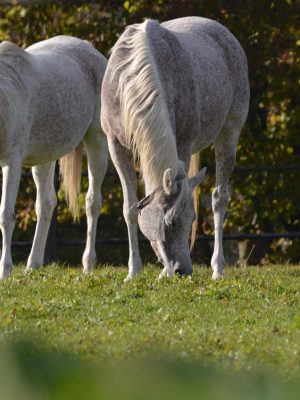Curso Bienestar Animal en Explotaciones Ganaderas (Conejos y otras especies (Caballos, ...))