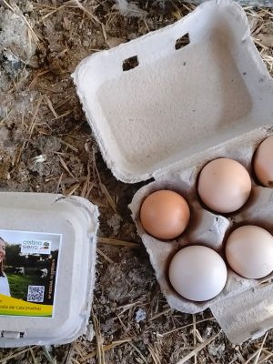 Huevos Finca Los Llanos